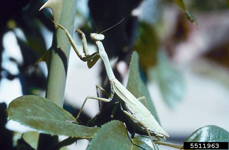 Carolina mantid