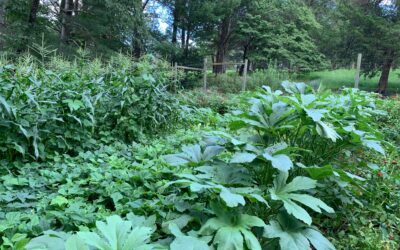 August in the Edible Garden