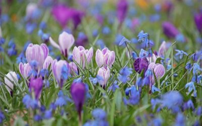 Tall Perennials in the Landscape