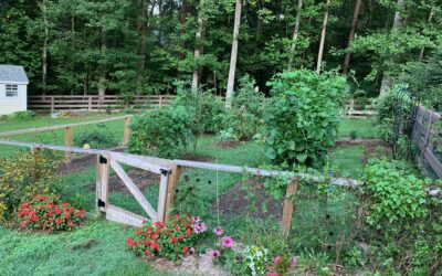 September in the Edible Garden