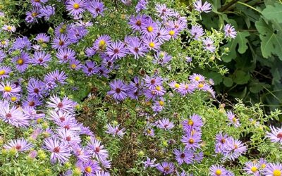 October in the Ornamental Garden