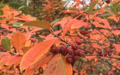 Native Shrubs for the Home Landscape