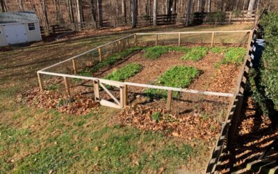 The Edible Garden in November