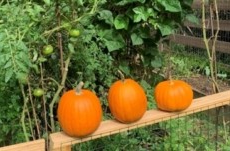 October in the Edible Garden