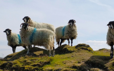 Book review: “The Shepherd’s Life” and “English Pastoral” by James Rebanks